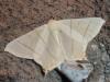 Ourapteryx sambucaria